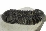 Detailed Austerops Trilobite - Nice Eye Facets #311074-1